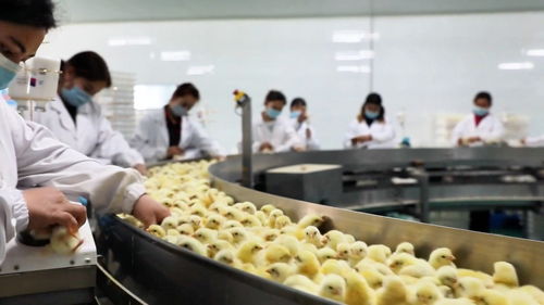 墨玉縣構(gòu)建全鏈條雞肉供應體系 從牧場到餐桌的安全與品質(zhì)保障